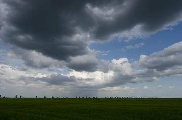 Fototapeta na wymiar green wheat field and storm clouds