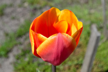 Tulip in the garden