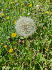 Beautiful flower retaining the petals before being blown by the wind