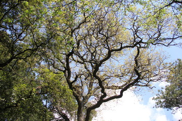 spring forest .bizarre shapes of the trees against the sky