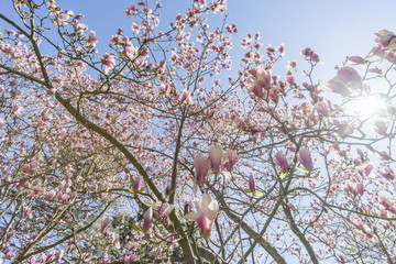 Beautiful spring magnolias flowering on tree seen from underneath, sun shining through branches