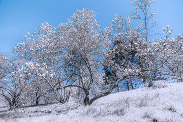 Sprawliing spring flowering magnolia tree on a gentle hill, infrared