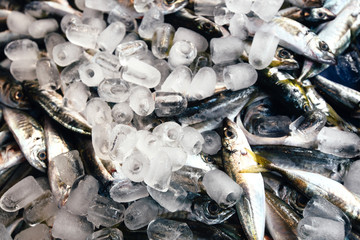 Fresh fish on ice
