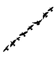 Silhouette of flying birds, flight, flock