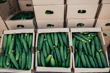 Green fresh cucumber in box