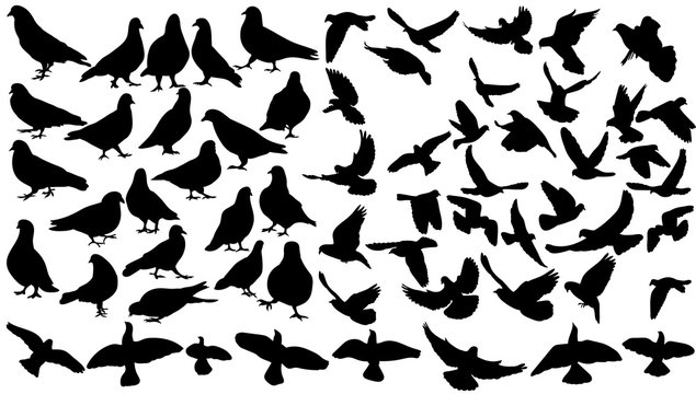 Silhouette of flying birds, collection