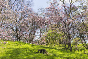 Grassy area and tree stump surrounded by pink blossoming trees and bathed in warm sunlight