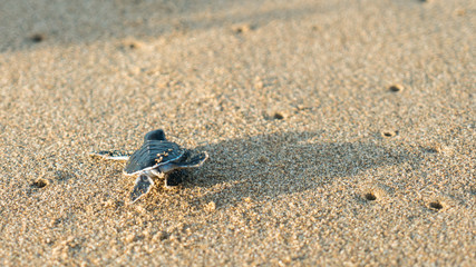 Baby Sea Turtle