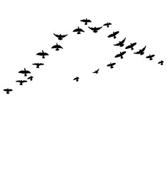 Silhouette of flying birds, flight,  illustration