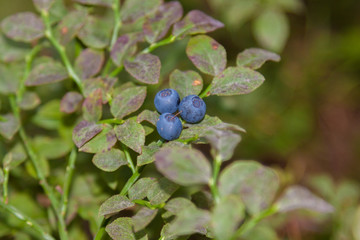 blueberry on a branch