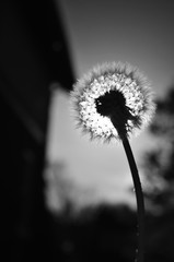 Dandelion 4