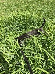 Dog in grass