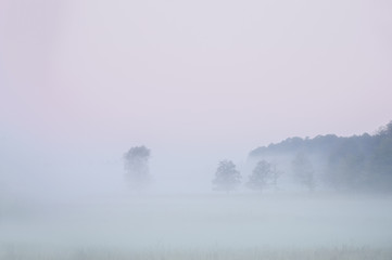 Obraz na płótnie Canvas Dawn, trees, fog