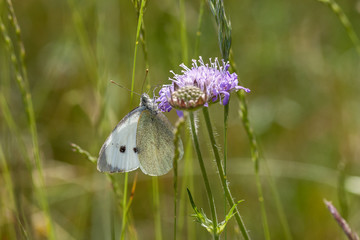 Großer Kohlweißling