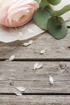 Pink ranunculus and petals