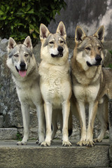 Dog Czechoslovakian wolfdog