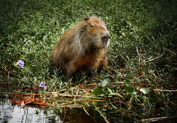 Obraz na płótnie Canvas Capybara (Hydrochoerus hydrochaeris), the largest rodents in the world. Wetlands in Nature Reserve Esteros del Ibera, Colonia Carlos Pellegrini, Corrientes, Argentina