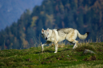 Dog Czechoslovakian wolfdog