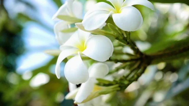 Plumeria is a tropical flowering tree. PHANGAN, THAILAND.