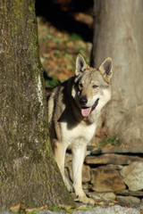 Dog Czechoslovakian wolfdog