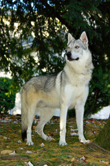Naklejka na ściany i meble Dog Czechoslovakian wolfdog
