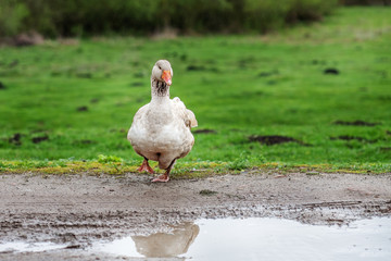 Gray domestic goose walking on the grass. The concept is a poultry farm.