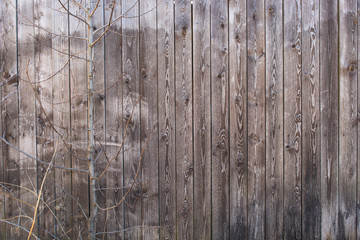 Grey wooden house wall with tree without leaves