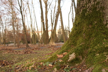 pień porośnięty mchem w jesiennym parku  © Magdalena