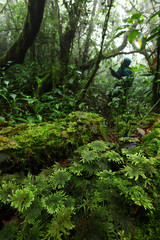 Fern many specie in tropical jungle rain forest,Khaoluang National Park ,Nakhon Sri Thammarat,Thailand