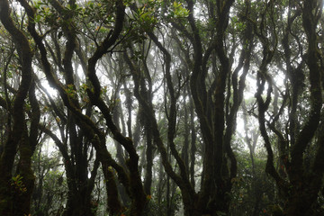 Condition of the forest in the rain forest on Khaoluang,Nakhon Sri Thammarat, Thailand