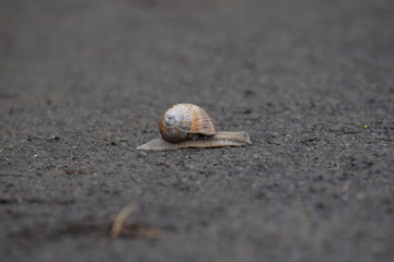 Weinbergschnecke