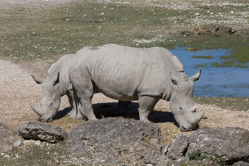 Nashörner, Nashorn 