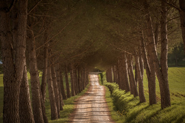 Country road in Tuscany along the way for Volterra surrounded by pines.