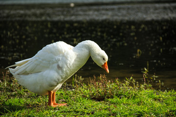 Beautiful White goose in a lake