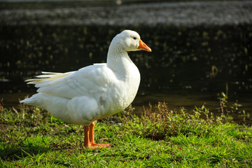 Fototapeta na wymiar Beautiful White goose in a lake