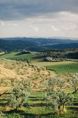 Tuscan landscape - Italy - olive garden