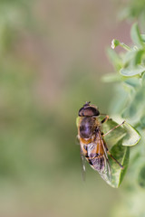 Syrphus ribesii is a very common Holarctic species of hoverfly.