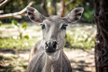 Young deer with big beautiful eyes in the glade in the forest came close, looking into the camera lens. The horizontal frame.