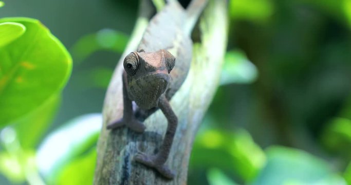 Green Chameleon eyes movement in green forest , 4K video