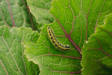 The caterpillar crawls on a leaf of green cabbage. Pest. Macro.