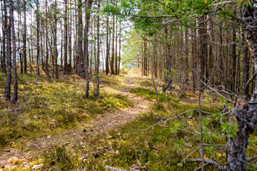Narrow path through the forest