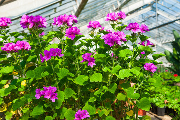 Garden greenhouse. Agribusiness