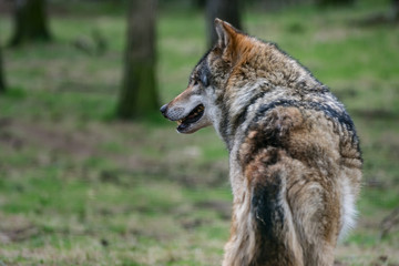 Wolf in der Natur