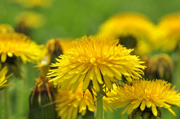 Dandelions