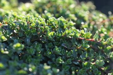 Thymus grows on a bed.