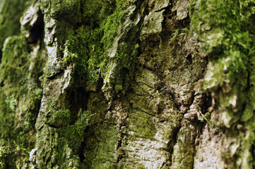 Moss on the bark