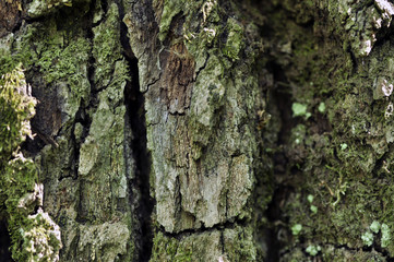 Moss on the bark of an old tree
