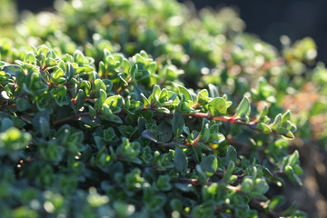 Thymus grows on a bed.