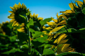 yellow sunflower back