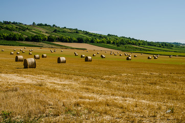 wheat field harvest